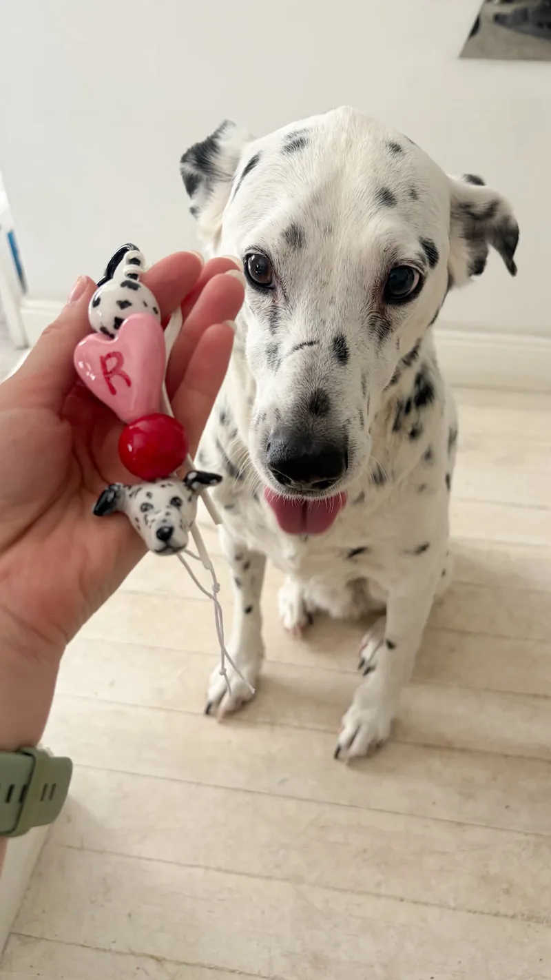 Далматин смотрит в камеру, рядом обвес с его мордочкой